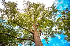 Best Storm Damage Tree Cleanup  in Inglis, FL