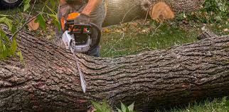 Best Organic Lawn Care Solutions  in Inglis, FL