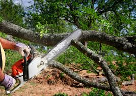 Best Tree Maintenance Programs  in Inglis, FL