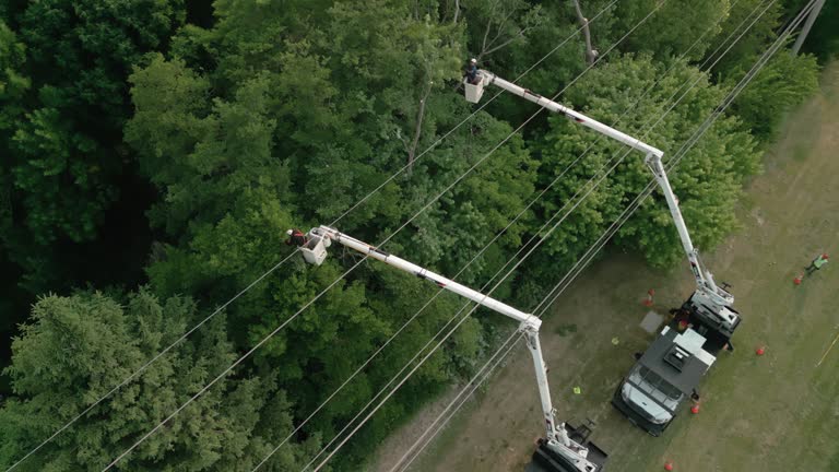 Best Hazardous Tree Removal  in Inglis, FL