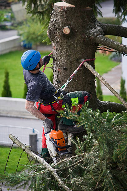 Reliable Inglis, FL Tree Removal Solutions