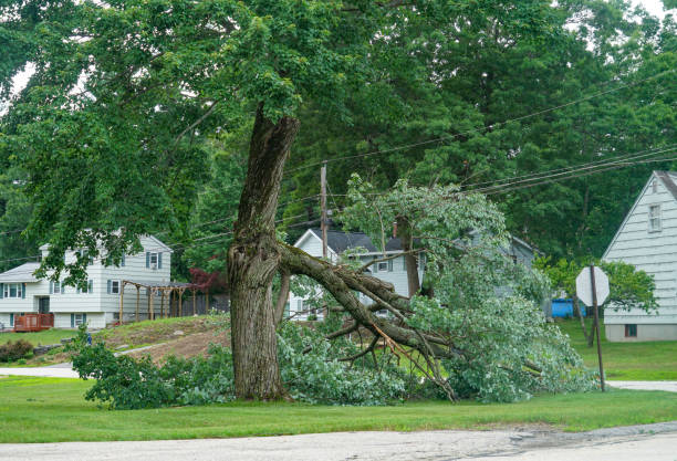Best Stump Grinding and Removal  in Inglis, FL