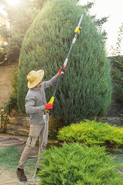 How Our Tree Care Process Works  in  Inglis, FL