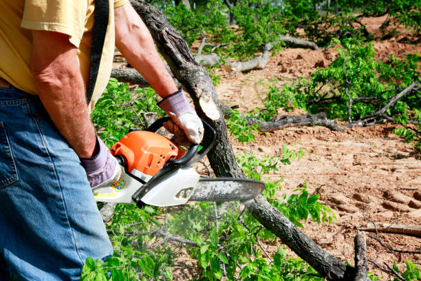 Best Root Management and Removal  in Inglis, FL